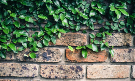 Brick Walls: Dewitt Sumberlin/Sumrell